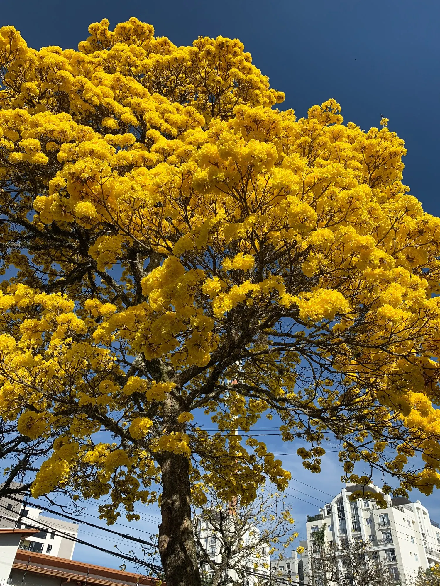 Ulanzi MT-11 Flexible Octopus Tripod For Phone DSLR photo review