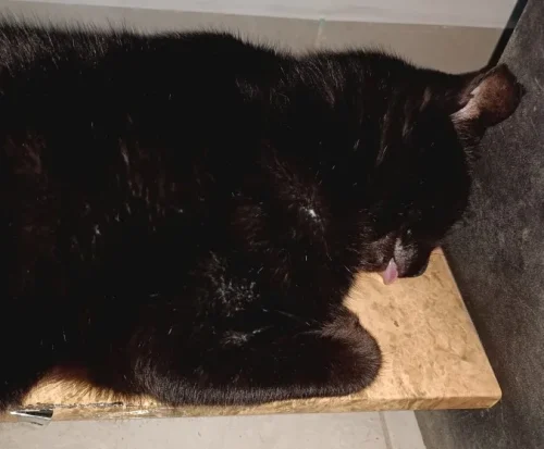 New Lenovo S02 Wireless Controller Bluetooth Gamepad for photo review