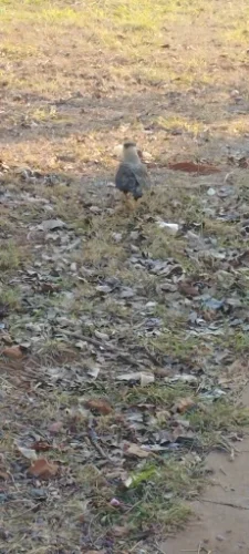 Oneodio Over Ear Headphones Hifi Studio DJ Headphone photo review