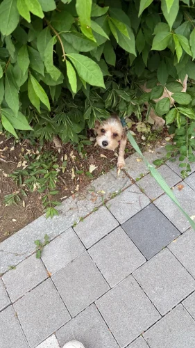 Baseus Retractable 100W 3 in 1 Fast USB photo review