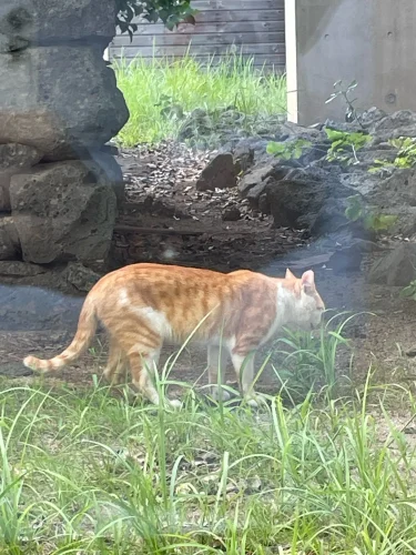 Zealsound RGB Recording Microphone With Articulated Arm/USB Condenser photo review