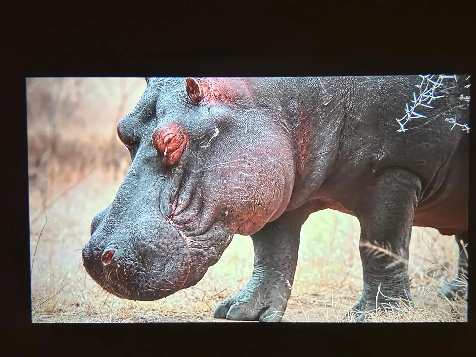 HUAWEISHI 4K Projector Android Native Portable 1080P Auto photo review